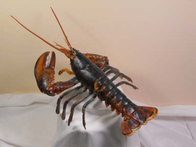 Maine Lobster ER-JM-1