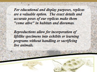 We create bird, fish, crustacean and animal replicas for exhibits and dioramas