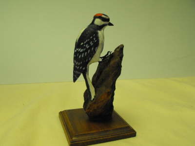 Downy Woodpecker ER-DM-3